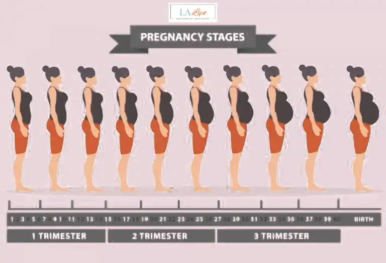 First Trimester (Weeks 1–12): Early Changes You Might Not Notice Newbury